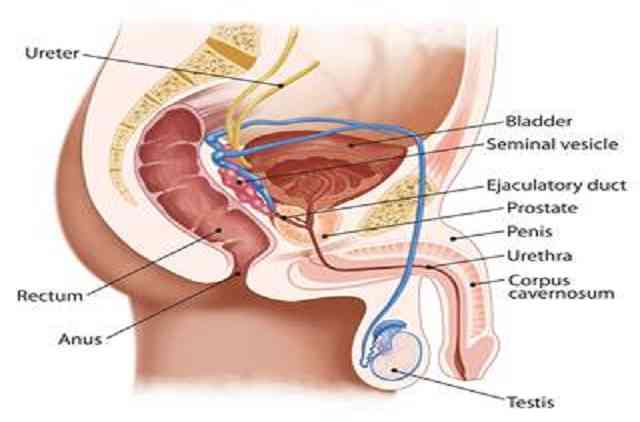 Uréthrotomie